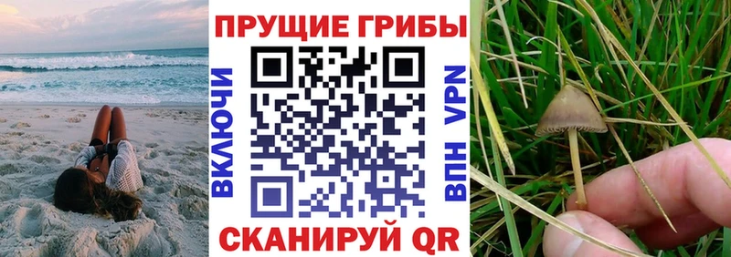 Купить  Алейск  Псилоцибиновые грибы Psilocybe 